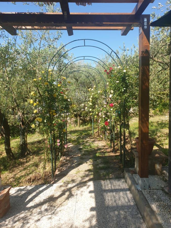 L'oliveta